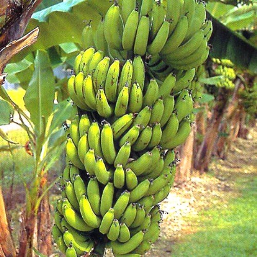Banana, Grand Nain
