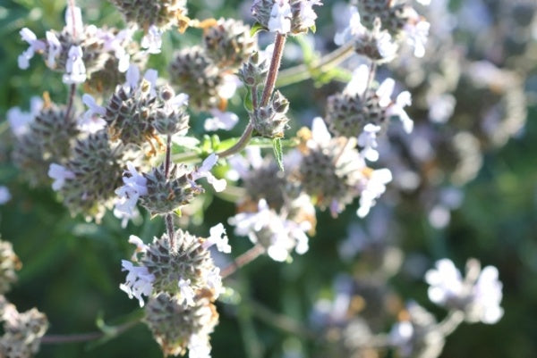 Salvia 'Mellifera blue', Salvia 'Mellifera blue'