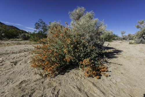 Desert Globemallow, 'Sphaeralcea Ambigua'