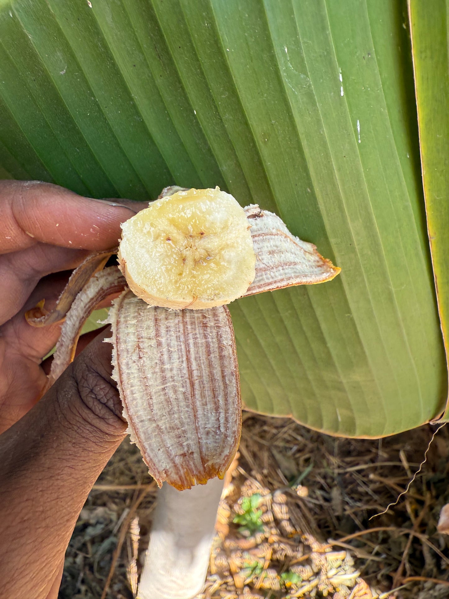 Banana, Brazilian Giant