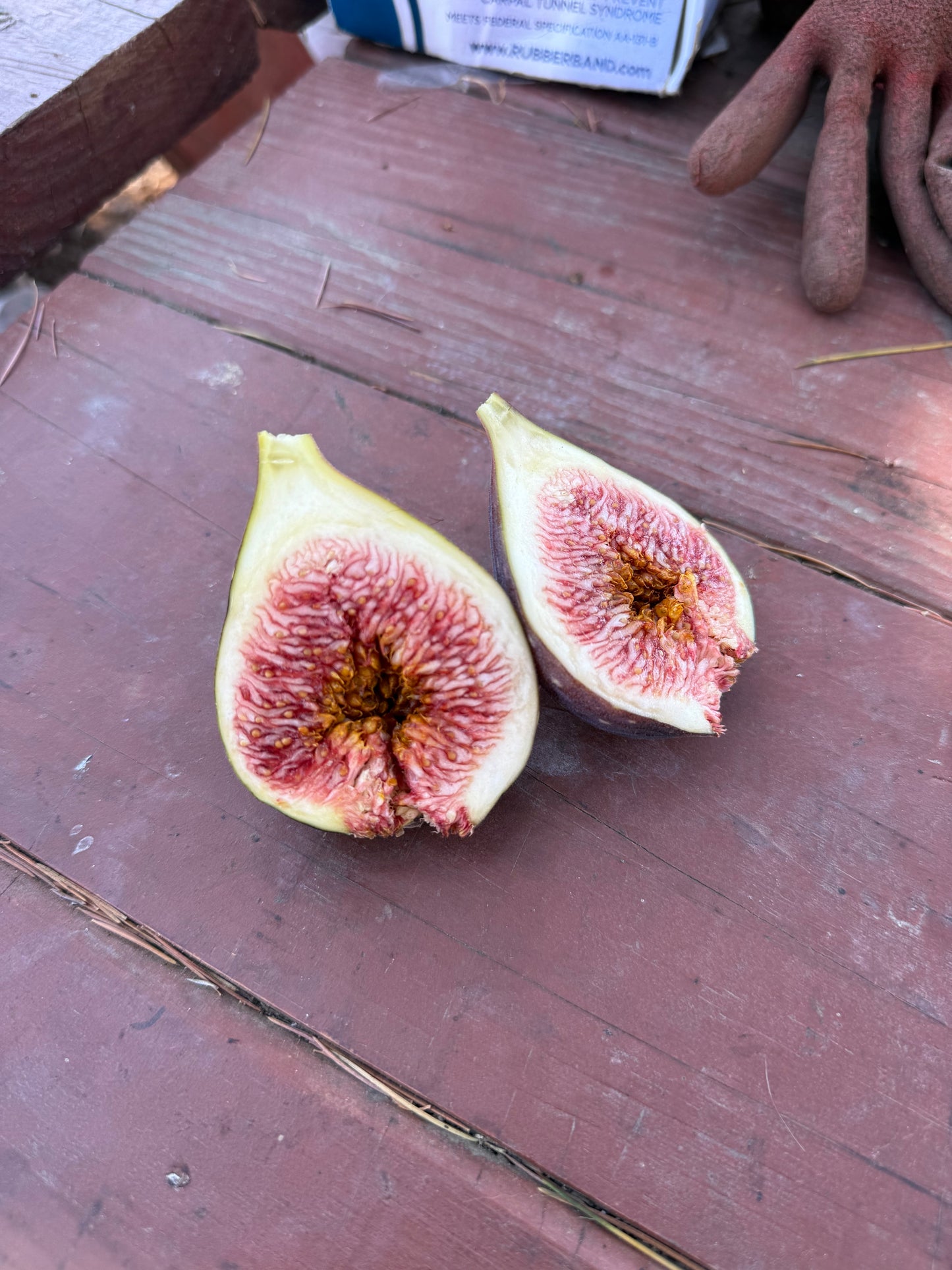 Fig, Bourjasotte Grise