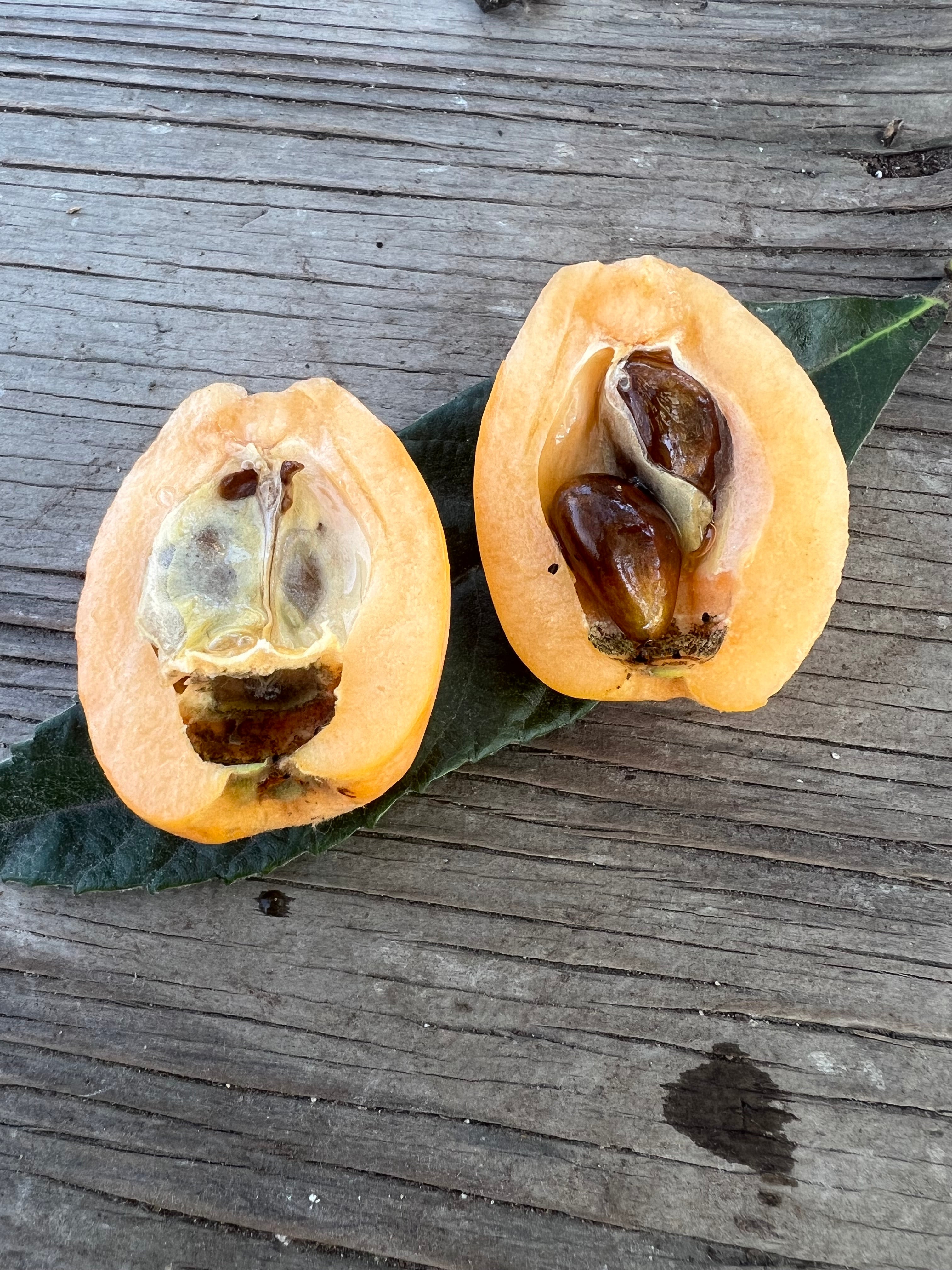 Loquat, Badonkadonk