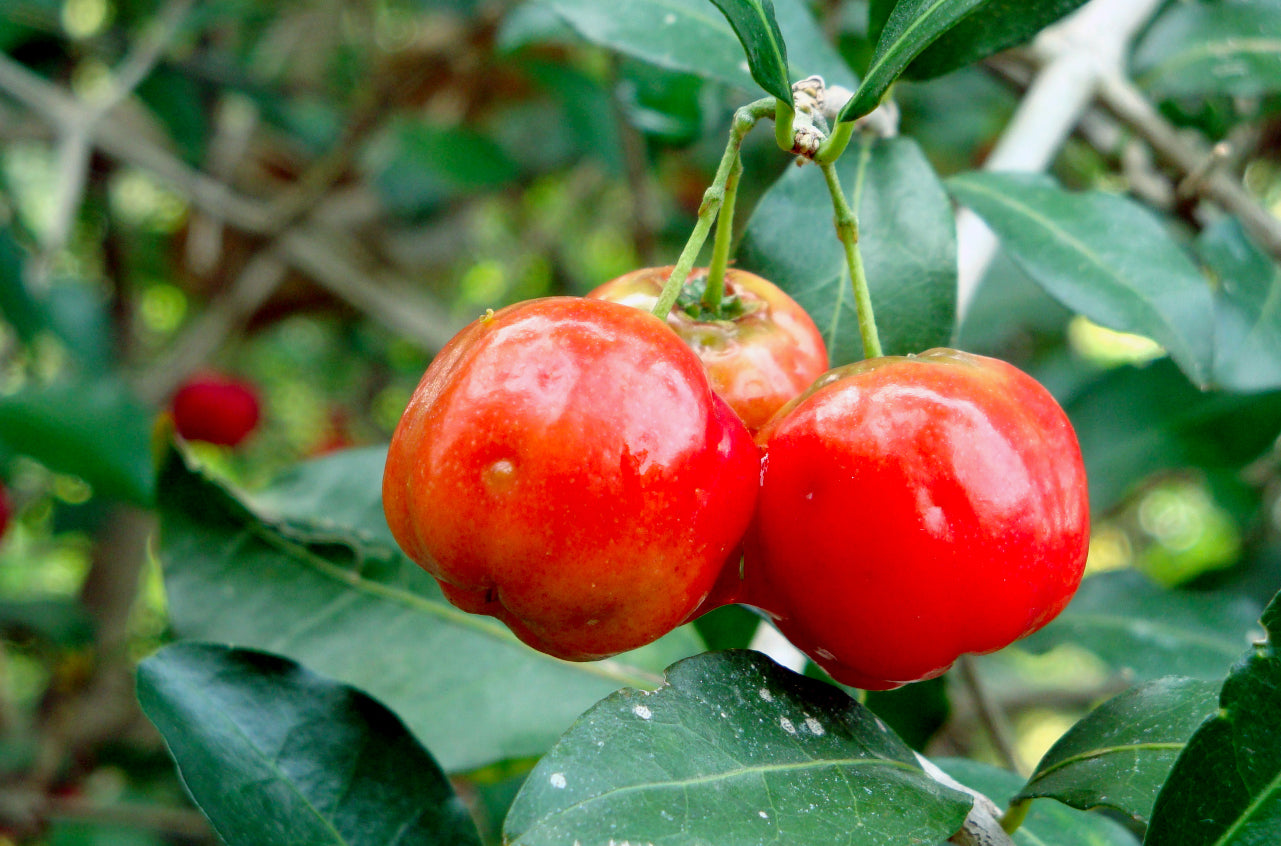 Barbados Cherry / Acerola