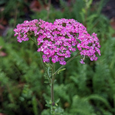 Island Pink Yarrow, Achillea millefolium