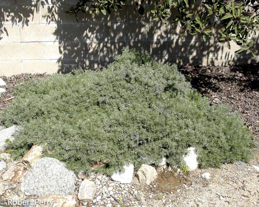 Artemisia Californica, 'Canyon Gray'
