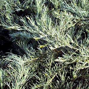 Artemisia Californica, 'Canyon Gray'