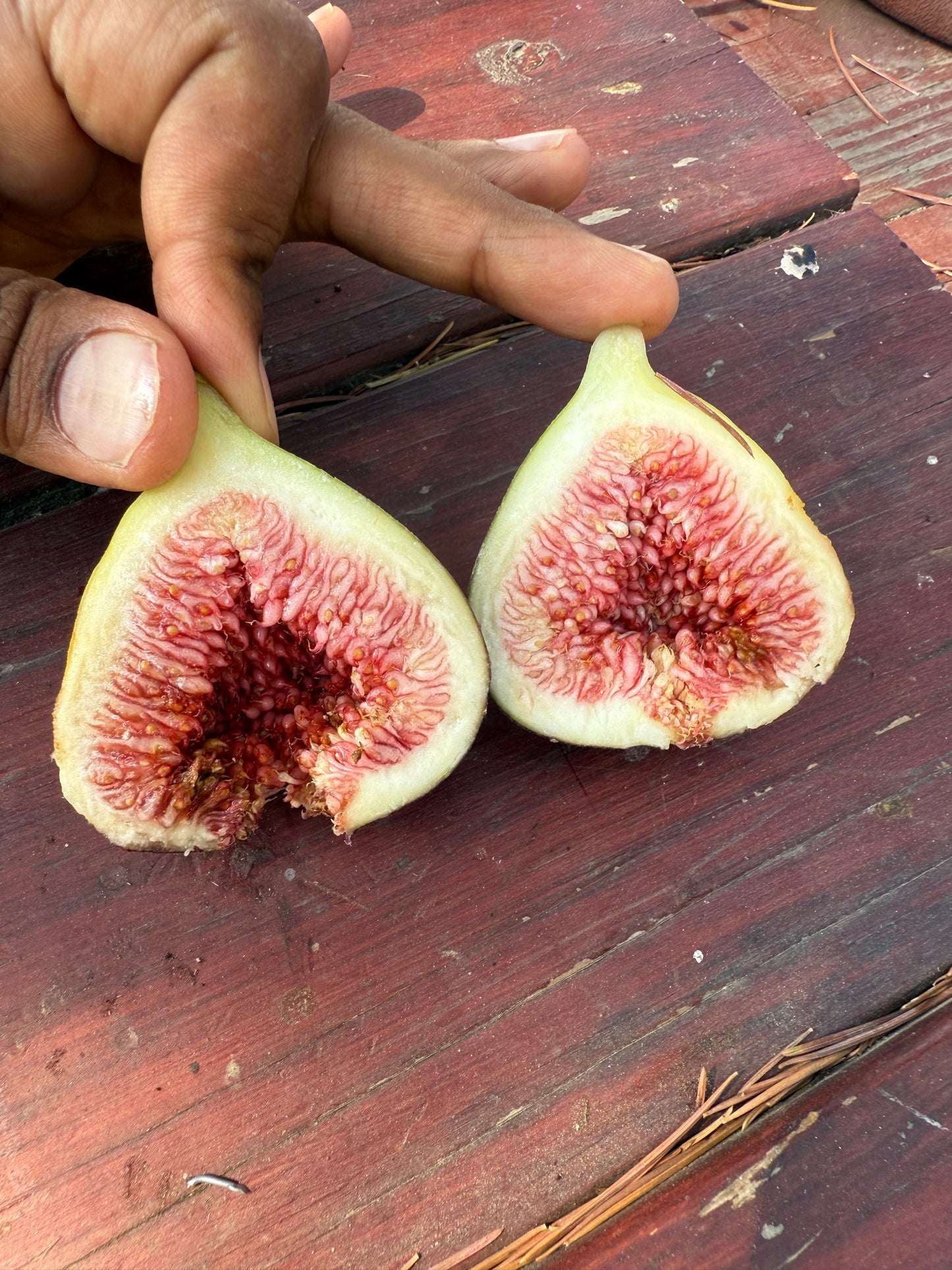 Fig, Bourjasotte Grise