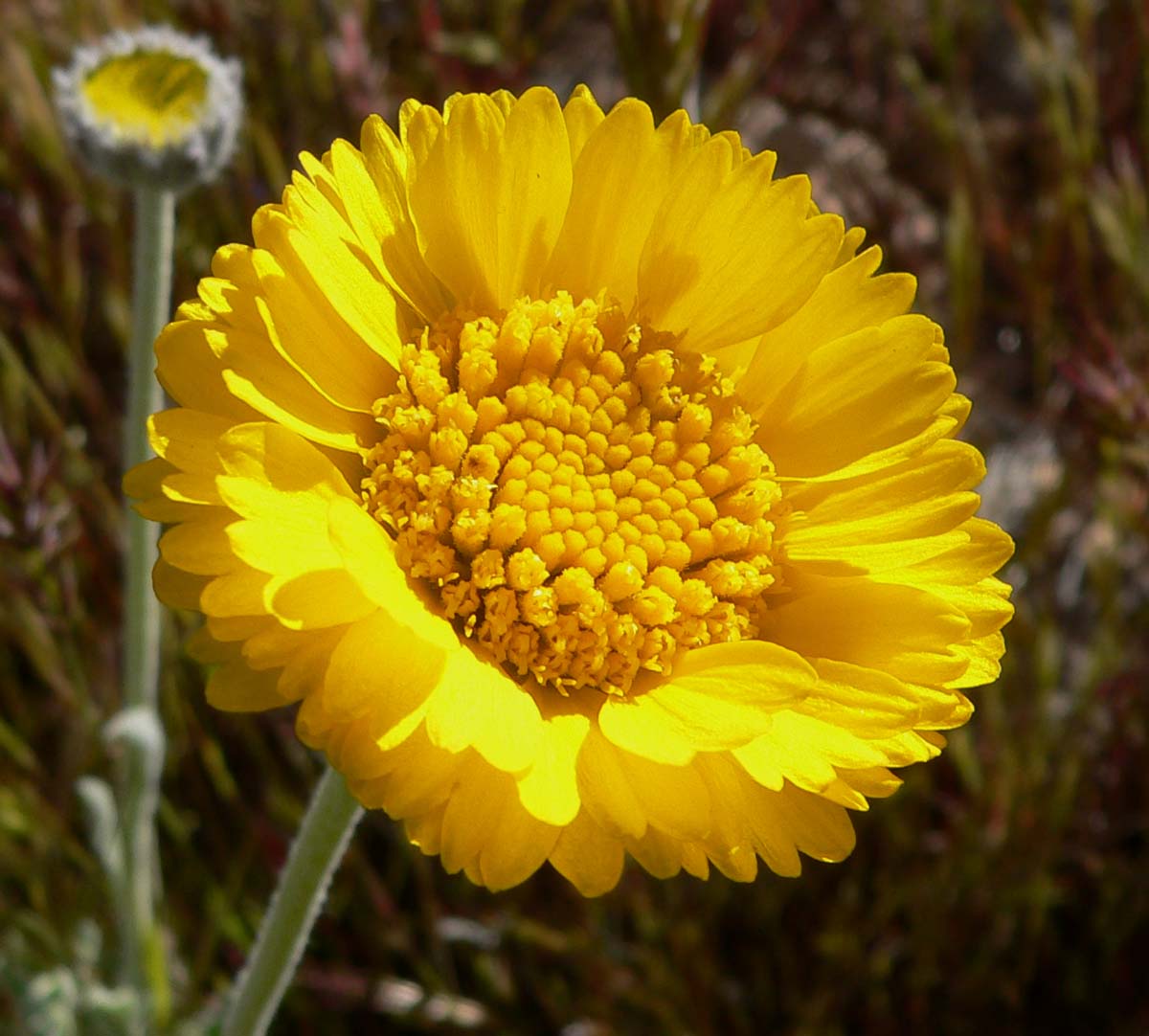 Desert Marigold, Baileya multiradiata