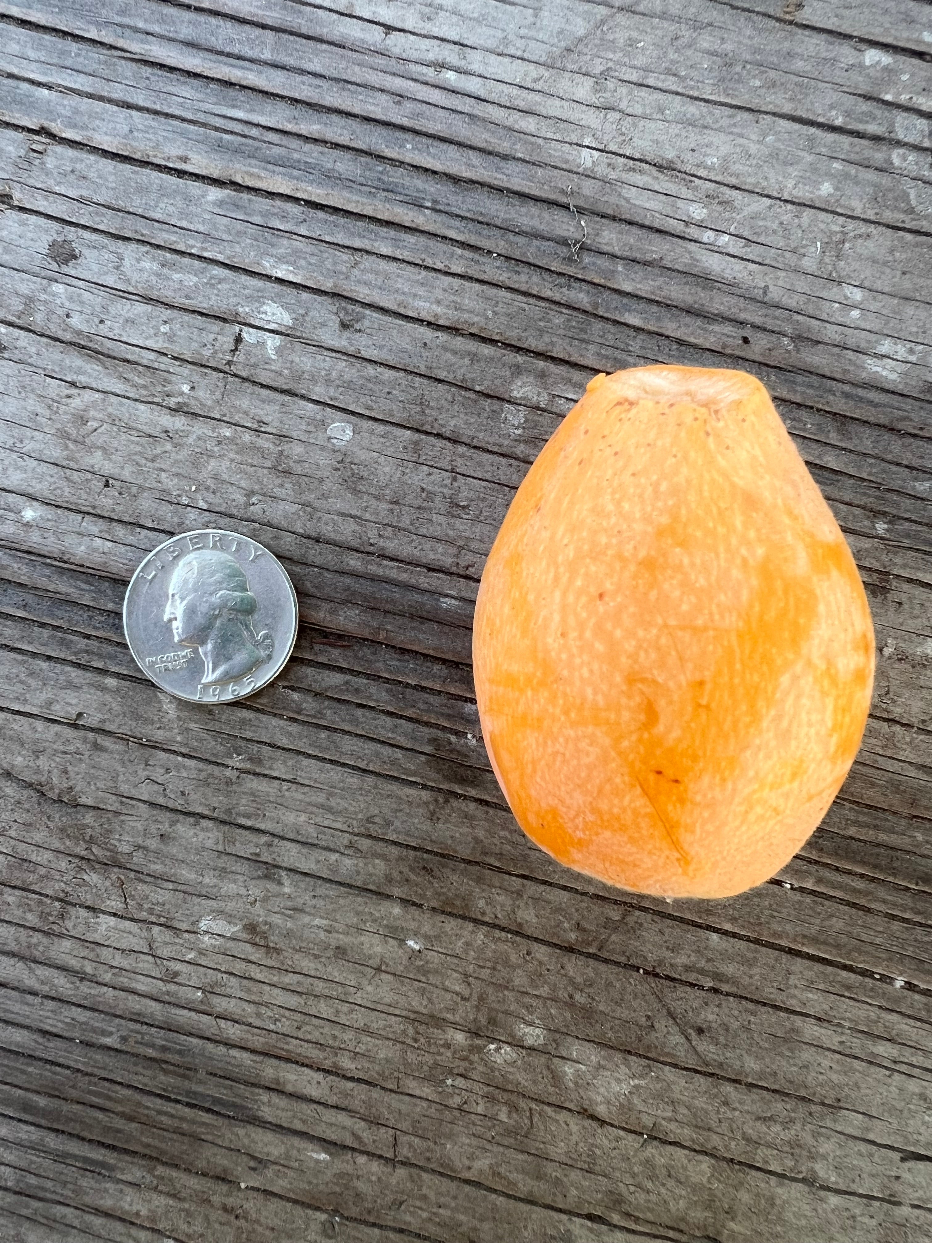 Loquat, Badonkadonk