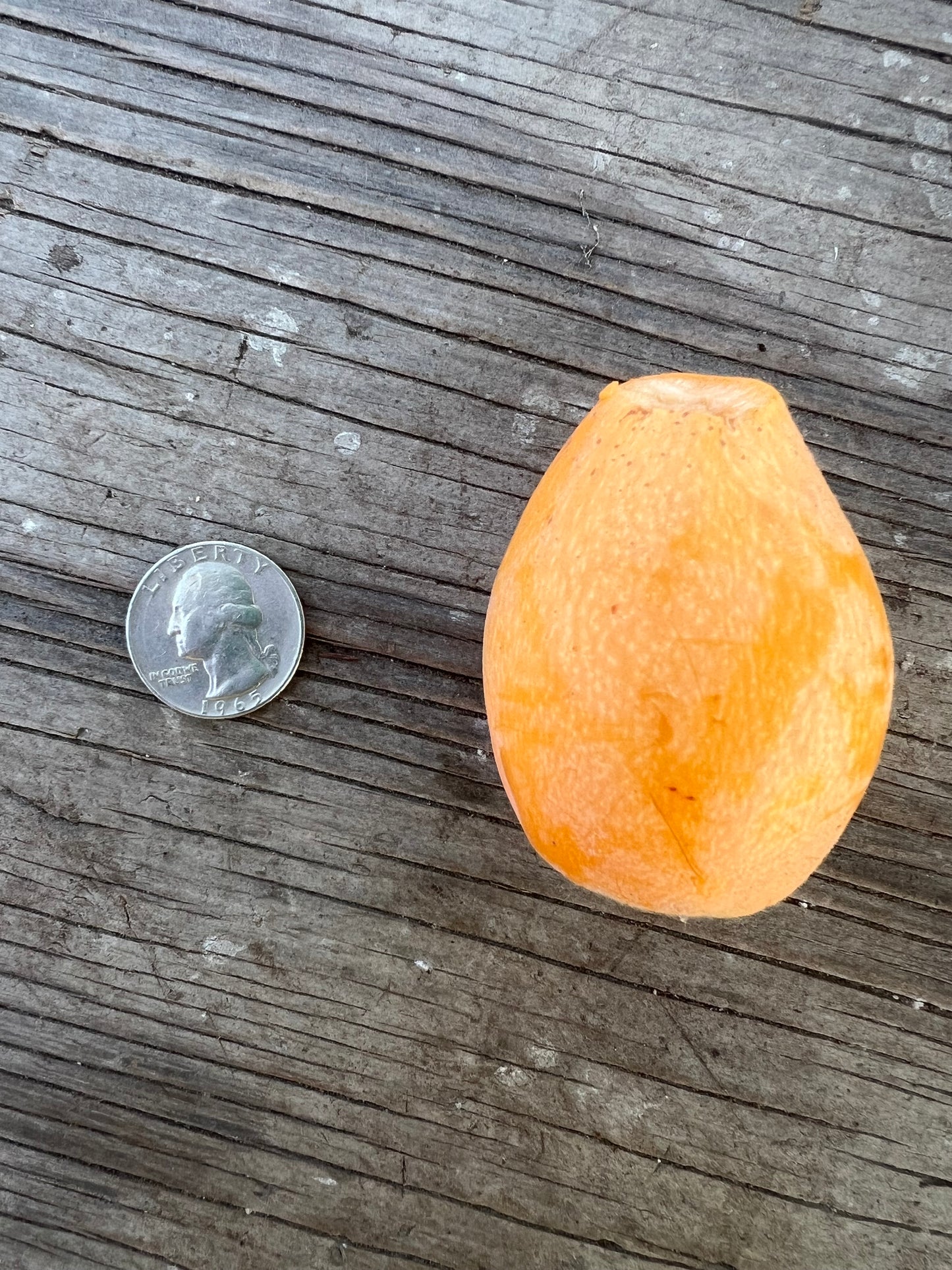 Loquat, Badonkadonk