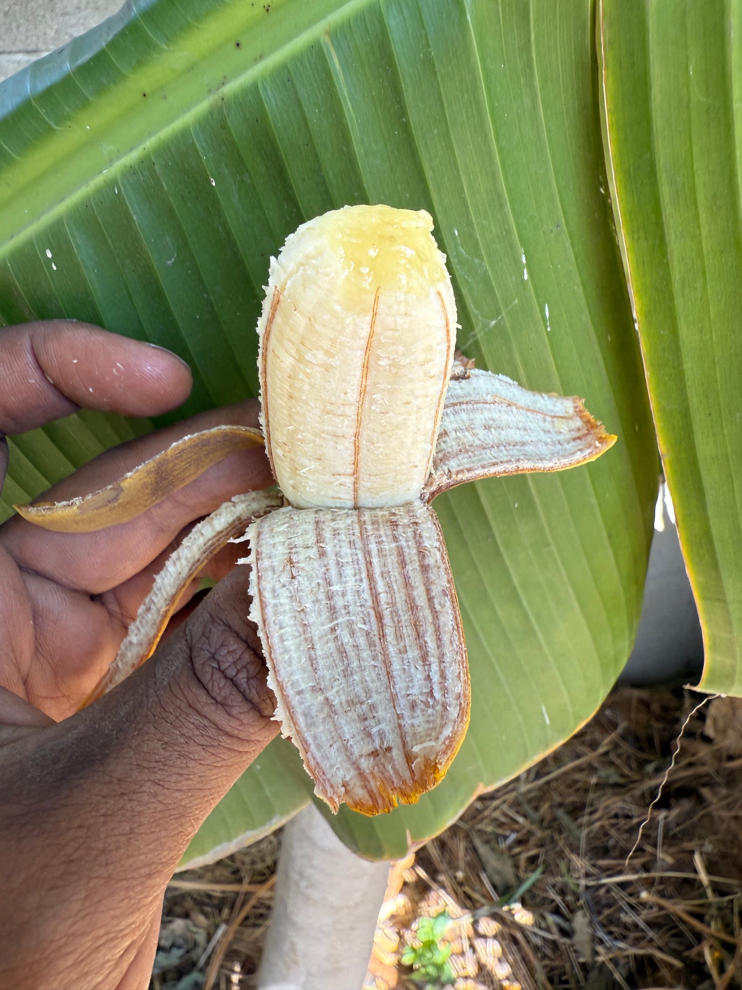 Banana, Brazilian Giant