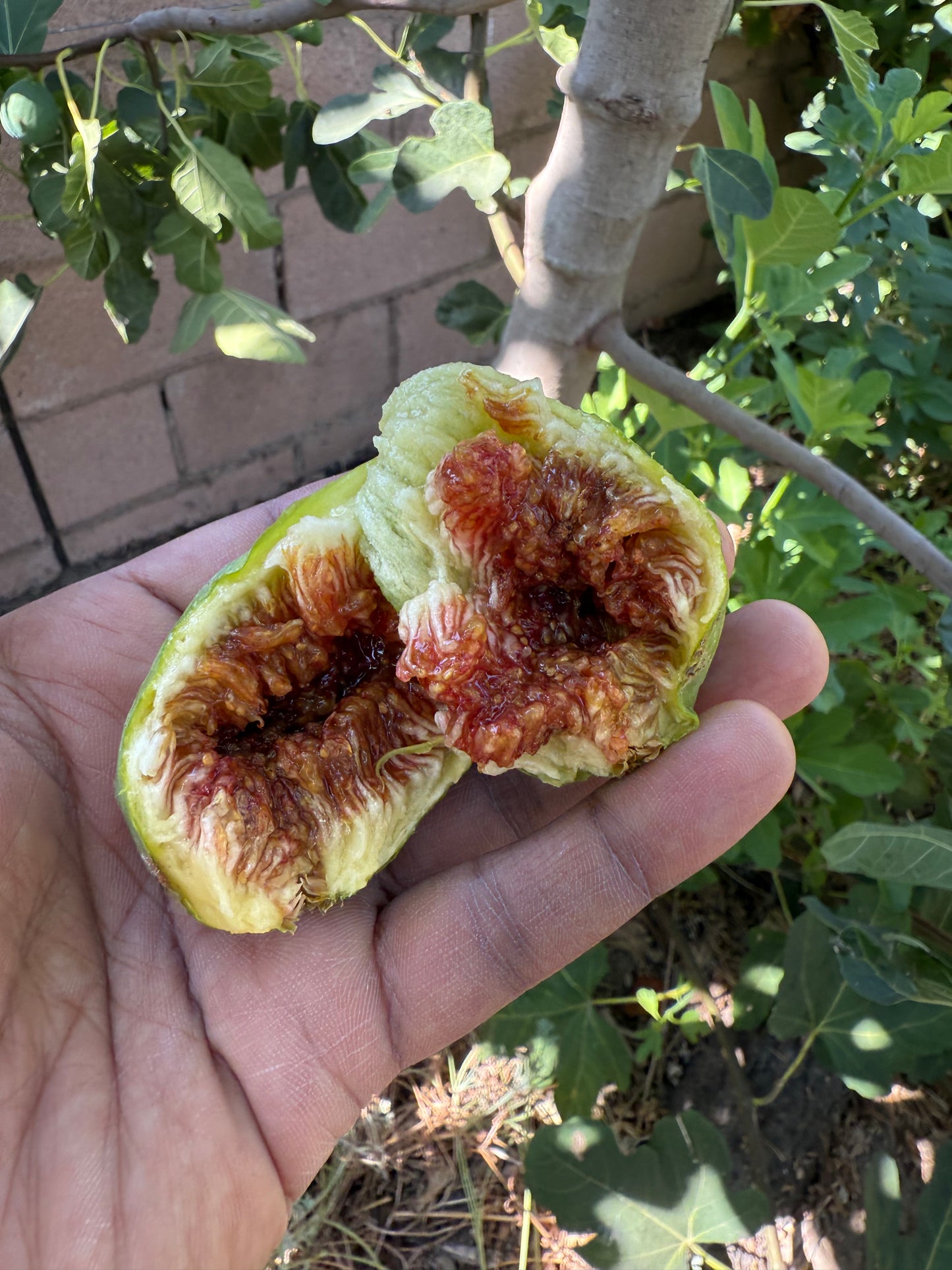 Fig, Verte/ Strawberry