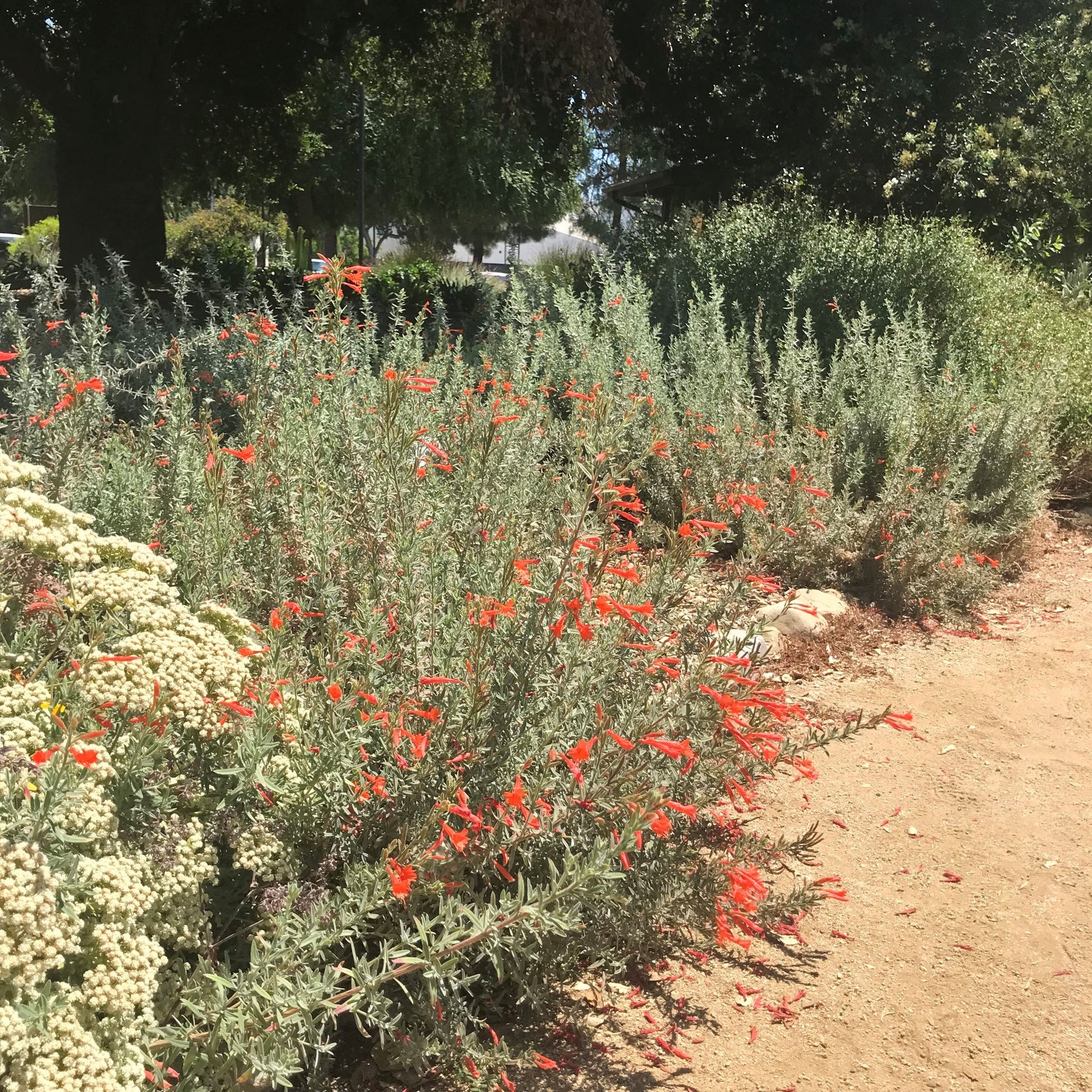 California Fuchsia, Epilobium Californicanum