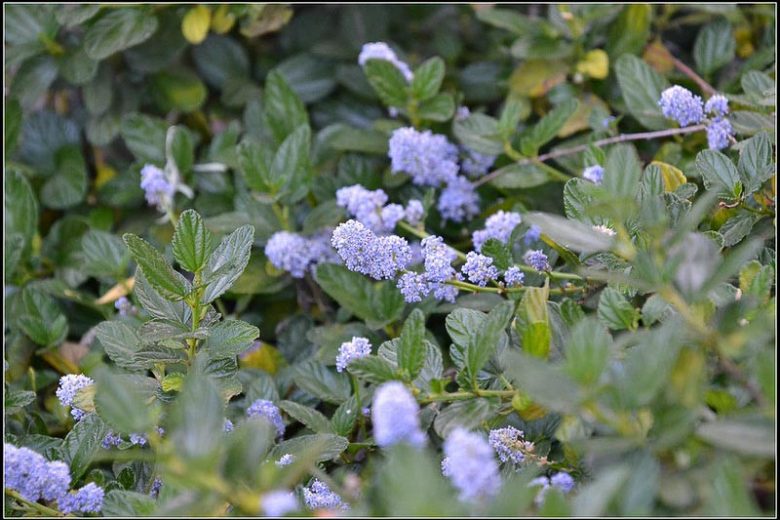 Carmel Ceanothus, Ceanothus griseus horizontalis