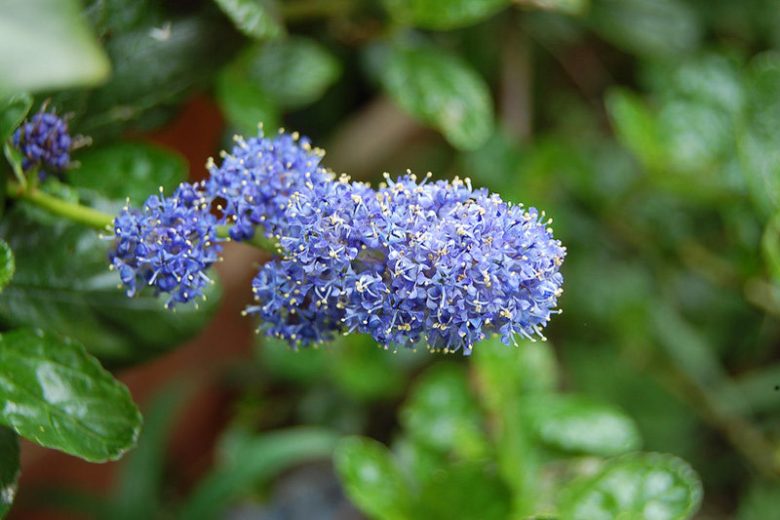 Carmel Ceanothus, Ceanothus griseus horizontalis