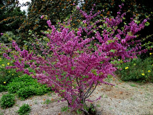 Western Redbud, Cercis occidentalis