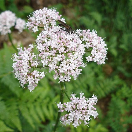 Valerian