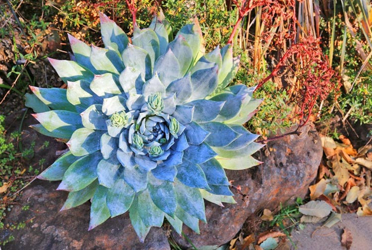 Chalk Dudleya, Dudleya pulverulenta
