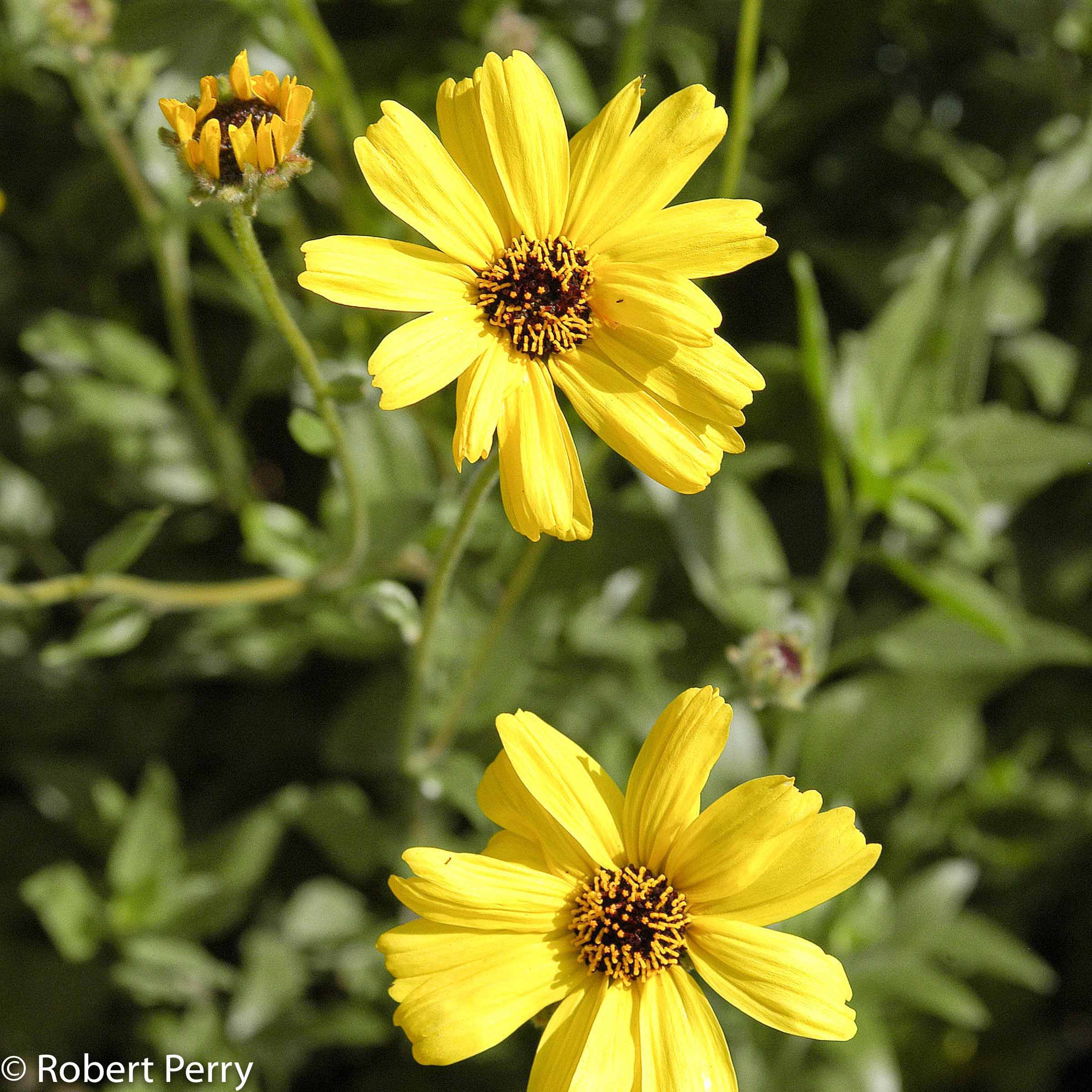 Bush Sunflower, Encelia californica
