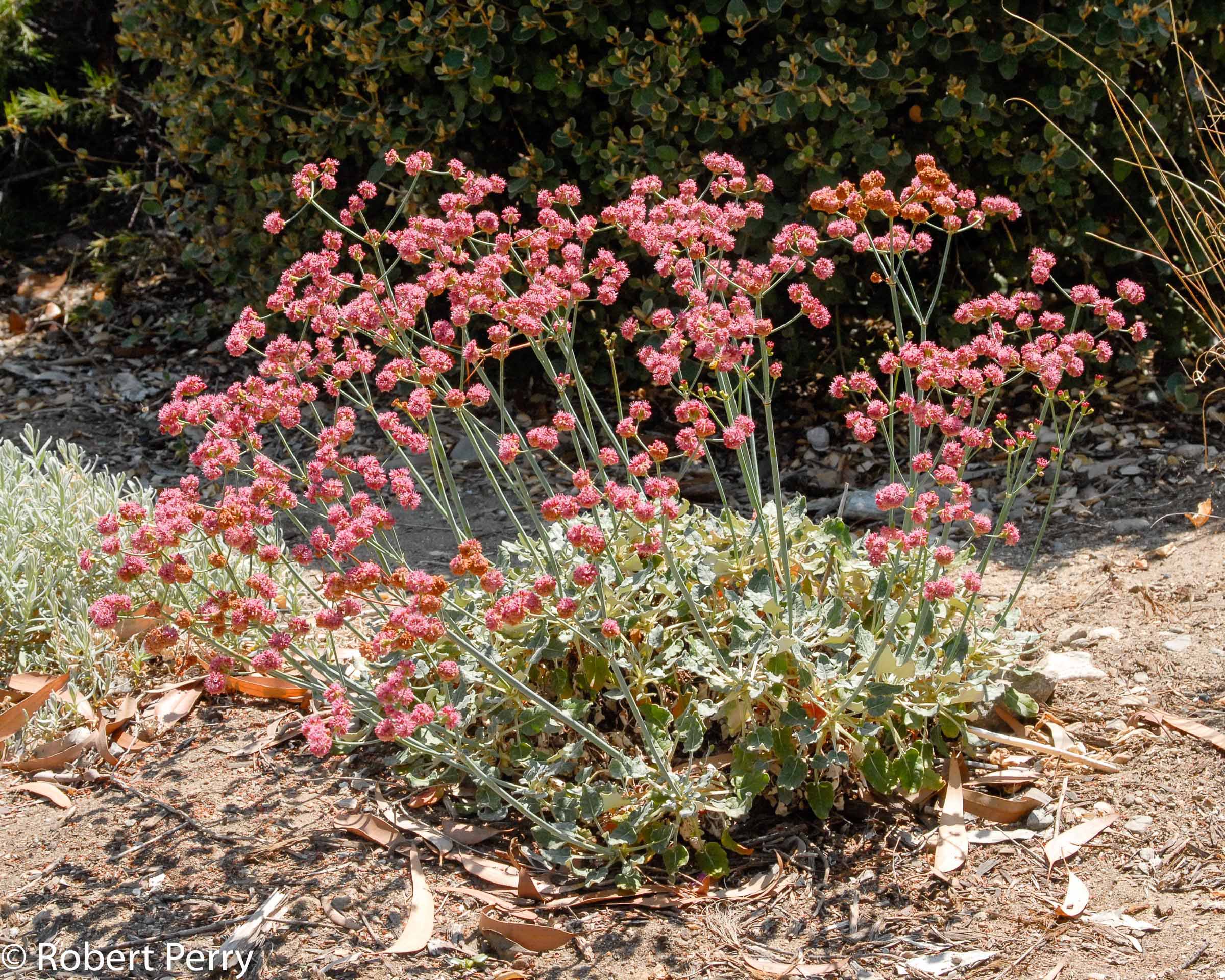 Red-flowered Buckwheat, Eriogonum grande var. rubescens