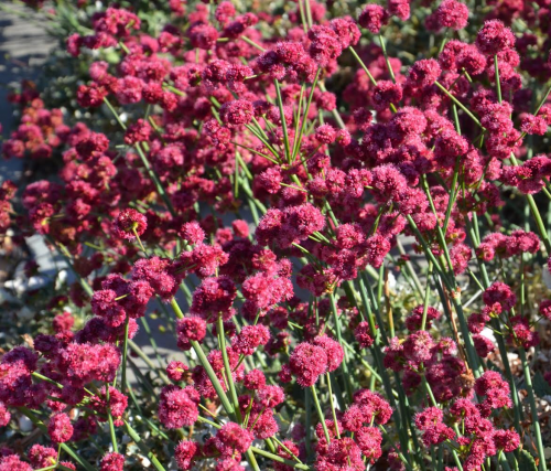 Red-Flowered Buckwheat, 'Eriogonum grande var. rubescens'