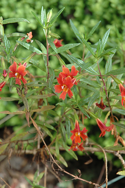 Bush Monkey Flower, 'Diplacus Aurantiacus'