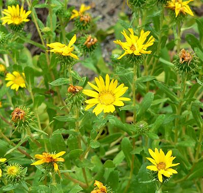 Coastal/ Oregon Gumweed, Grindelia stricta