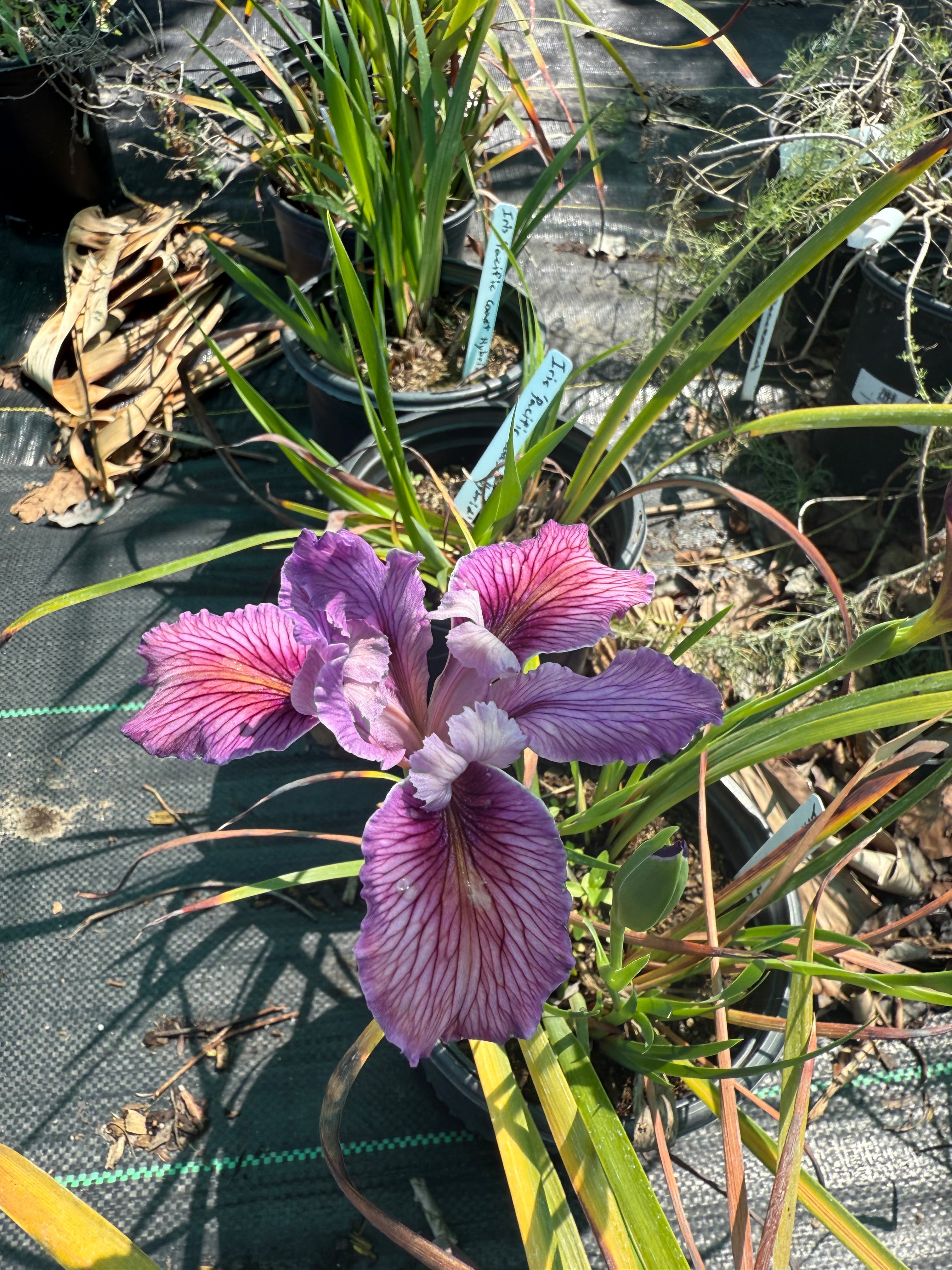 Iris 'pacific coast hybrid'