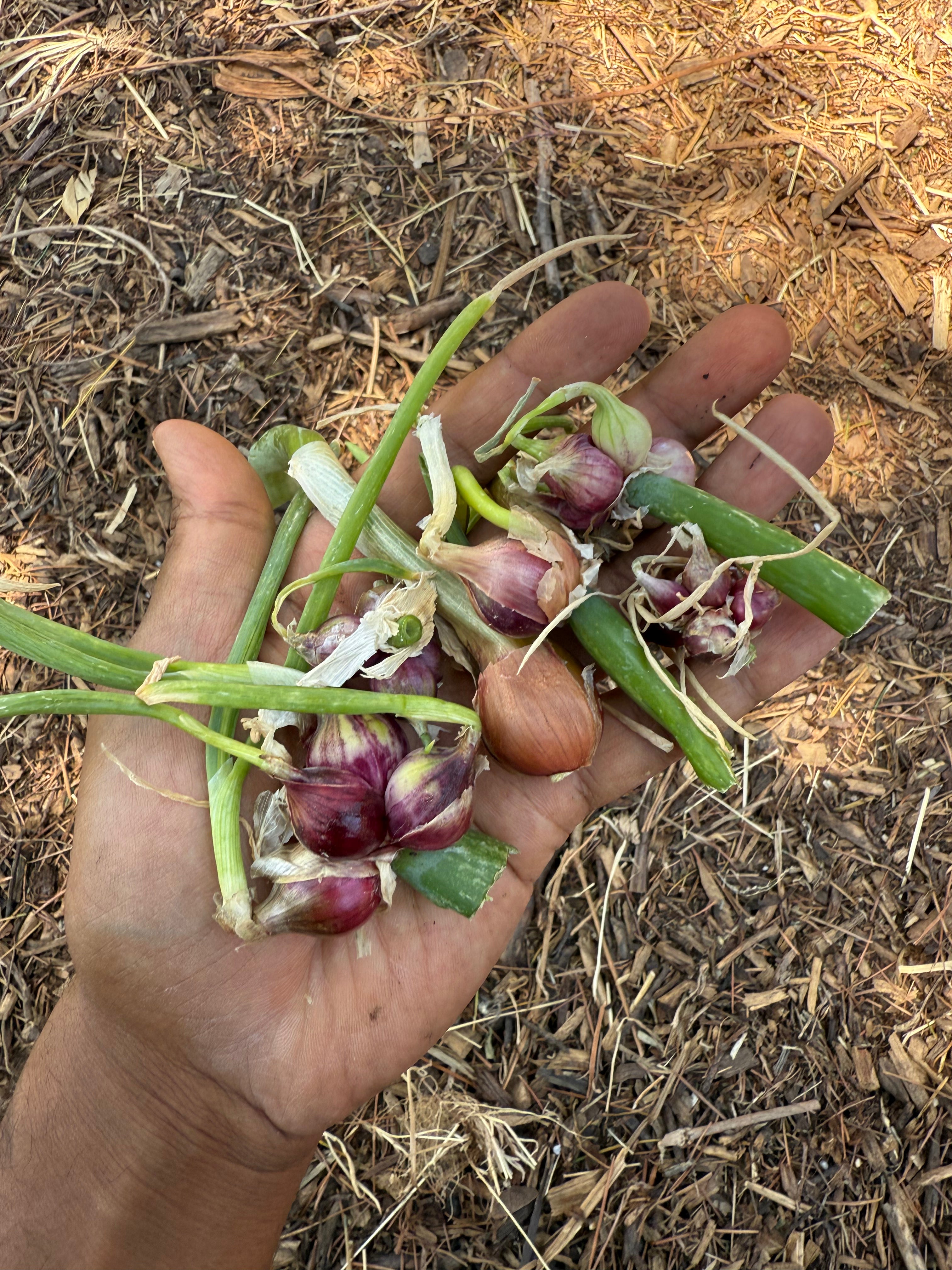 Horswill Gardens 25 Egyptian Walking Onion Bulblets - Perennial Heirloom Multiplier Onions