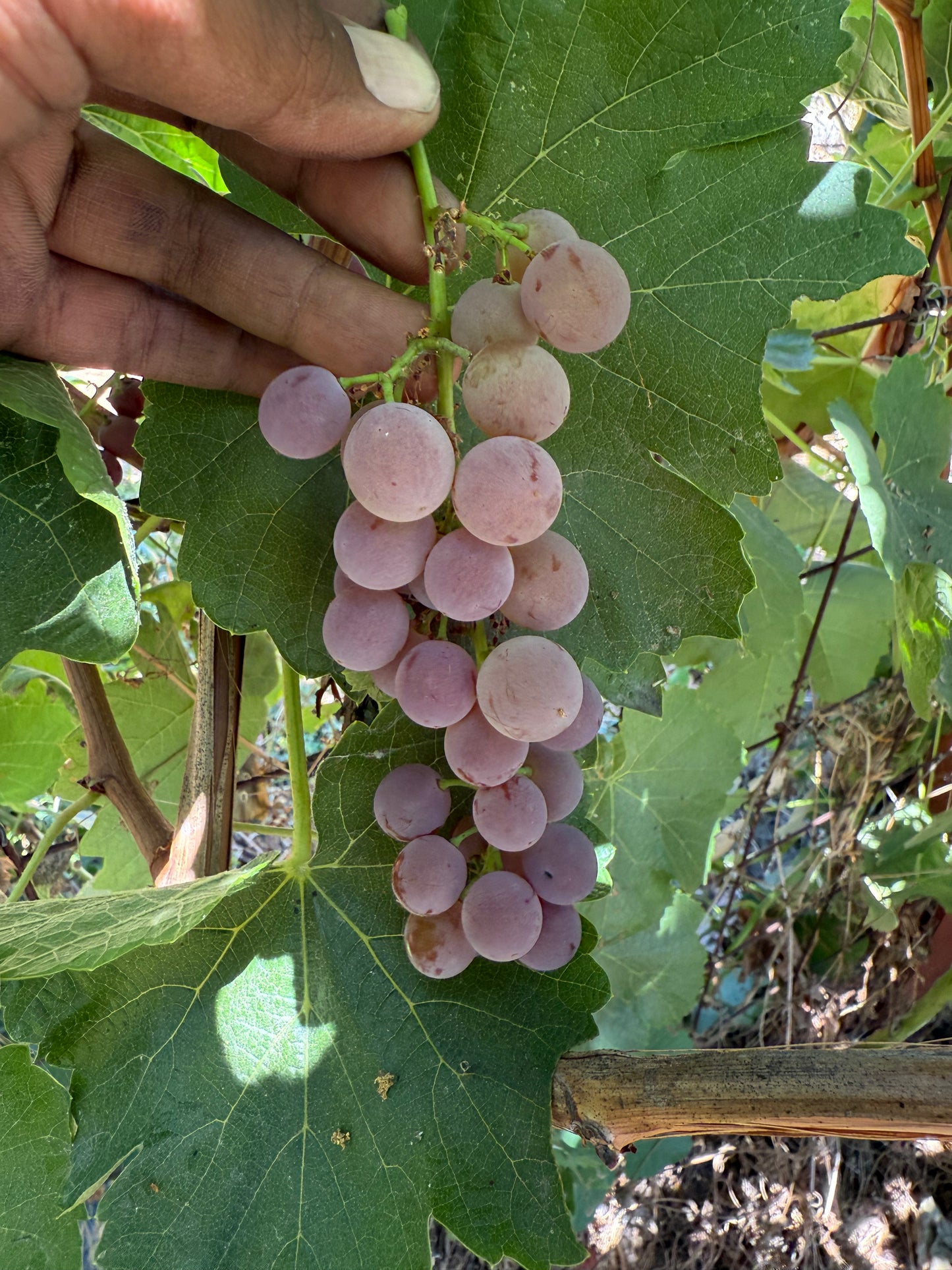 Grape, Einset