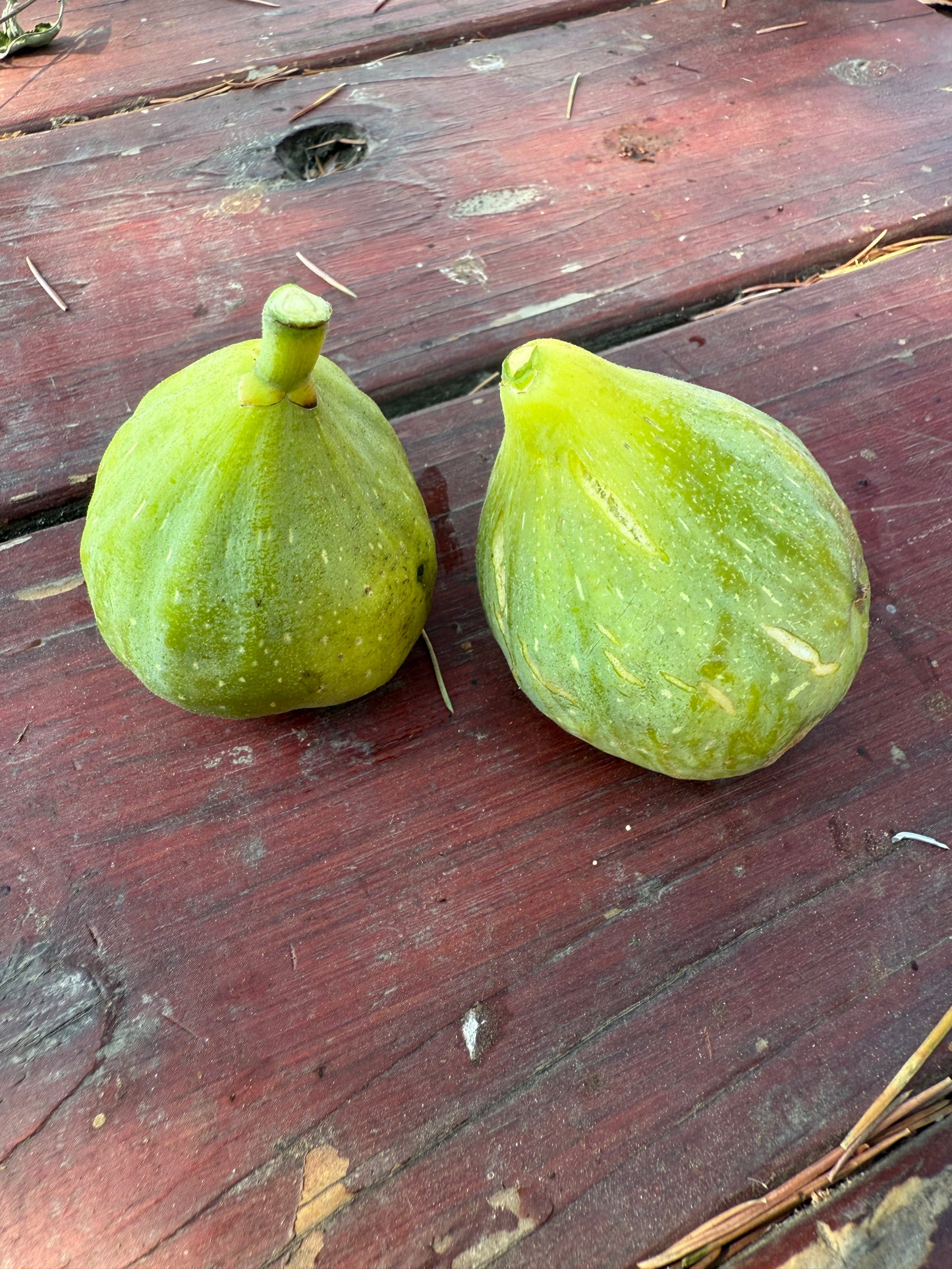 Fig, Desert King