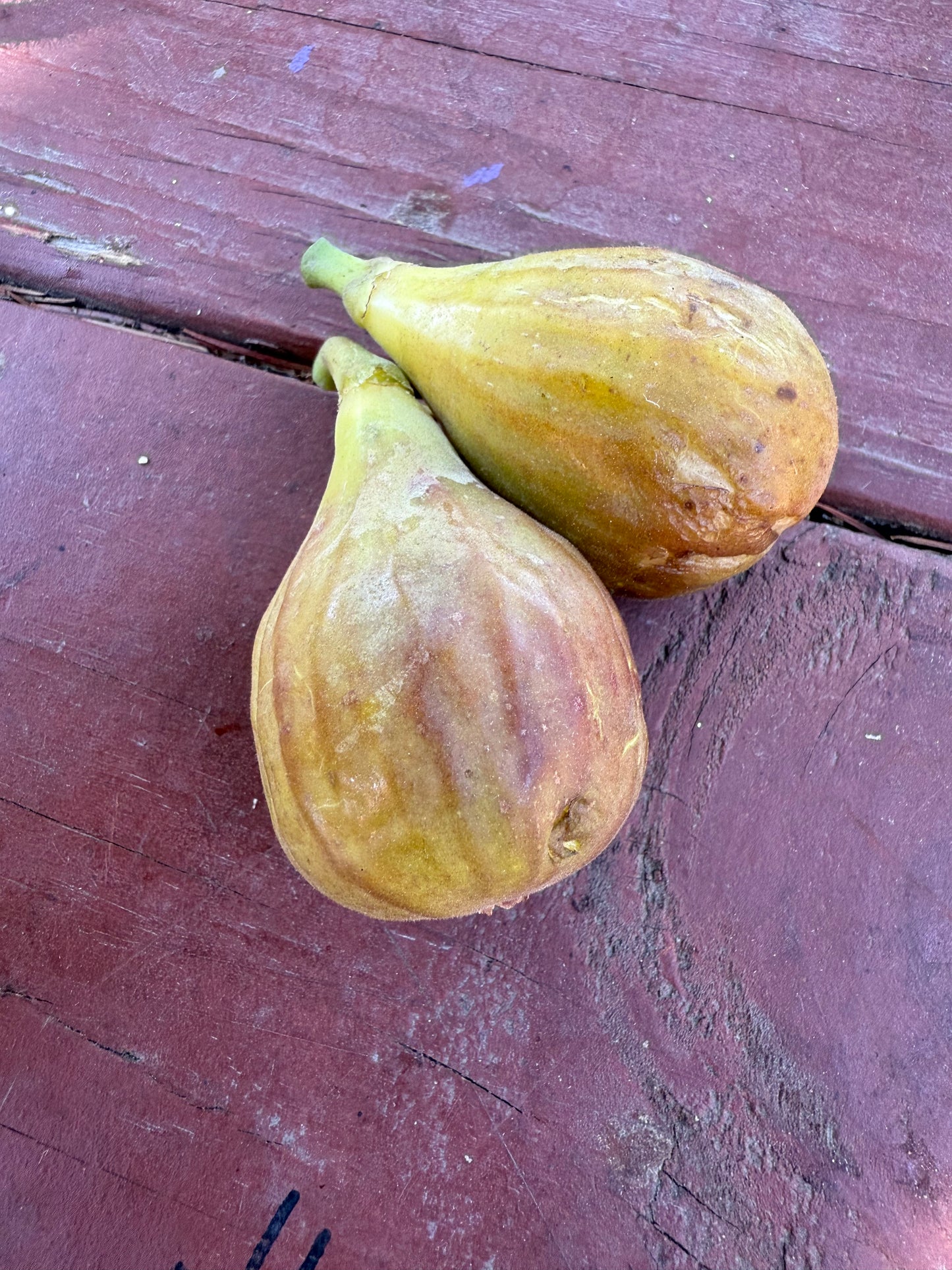 Fig, Brown Turkey
