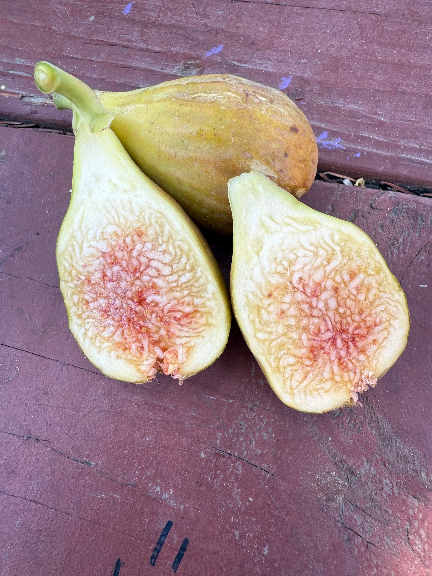 Fig, Brown Turkey