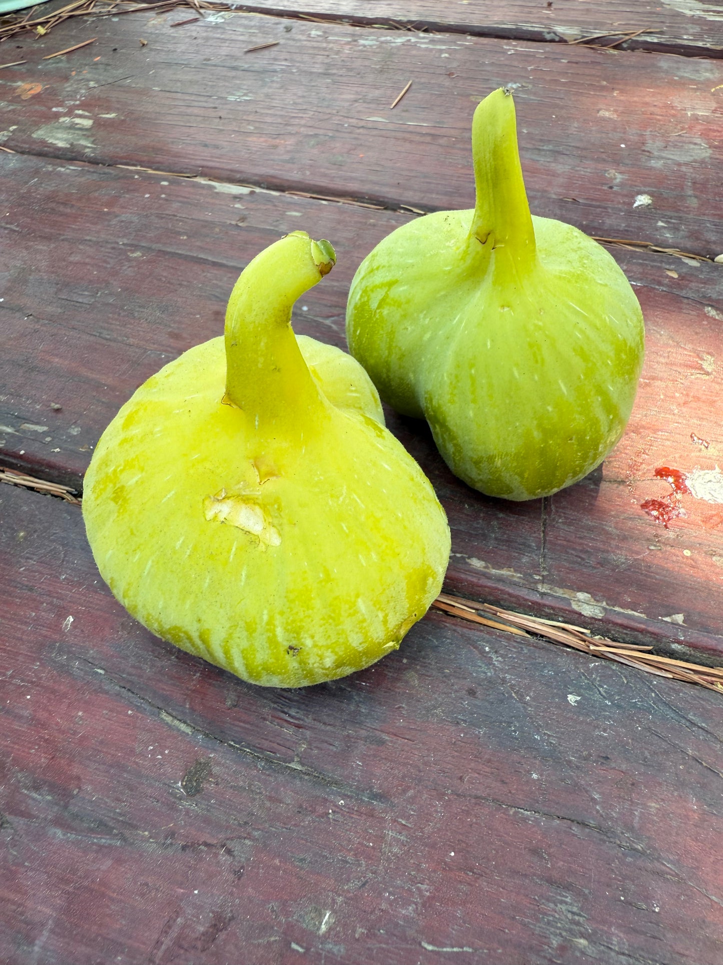Fig, Yellow Longneck