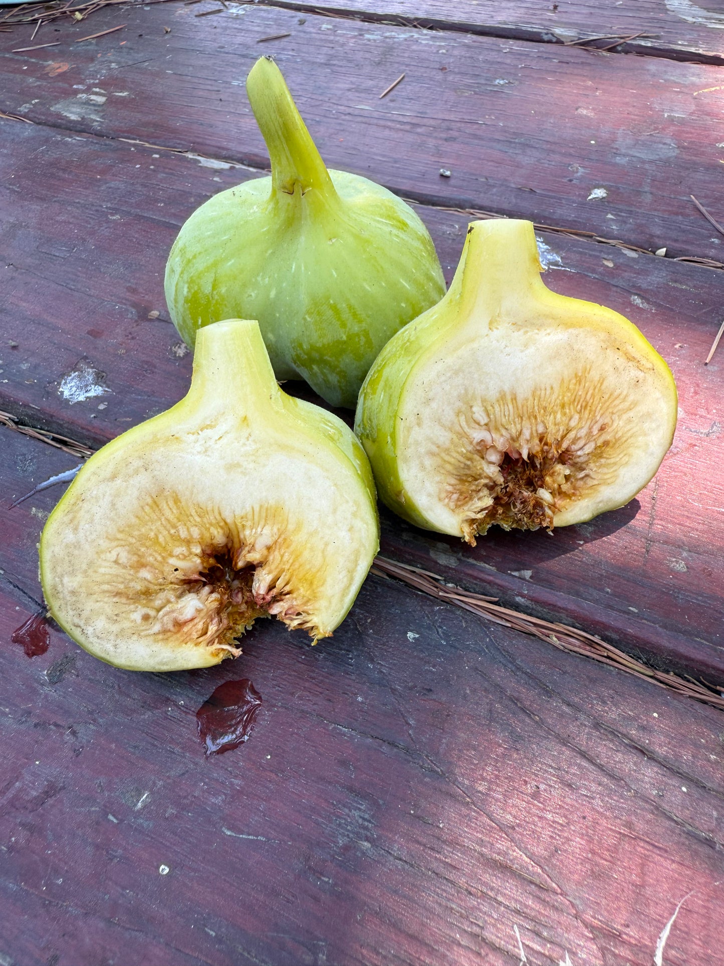 Fig, Yellow Longneck