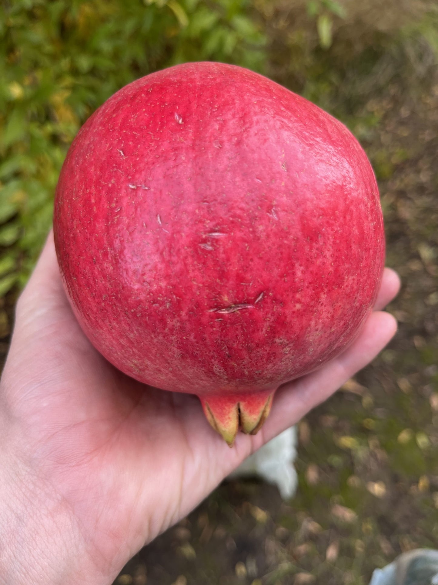 Pomegranate, Purple Heart