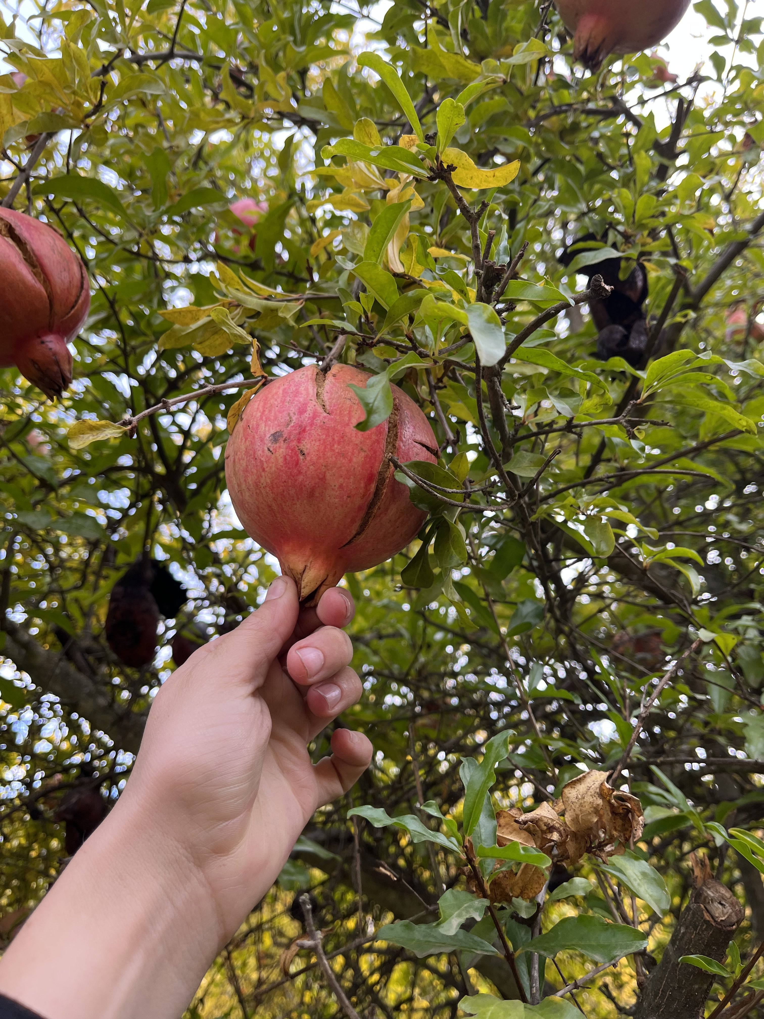 Pomegranate, Phoenicia