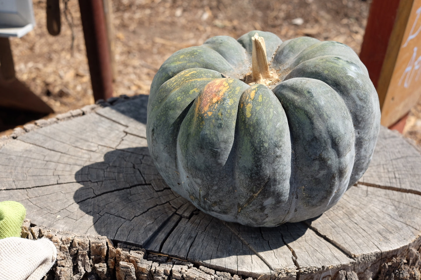 LA Wonder Winter Squash Seeds