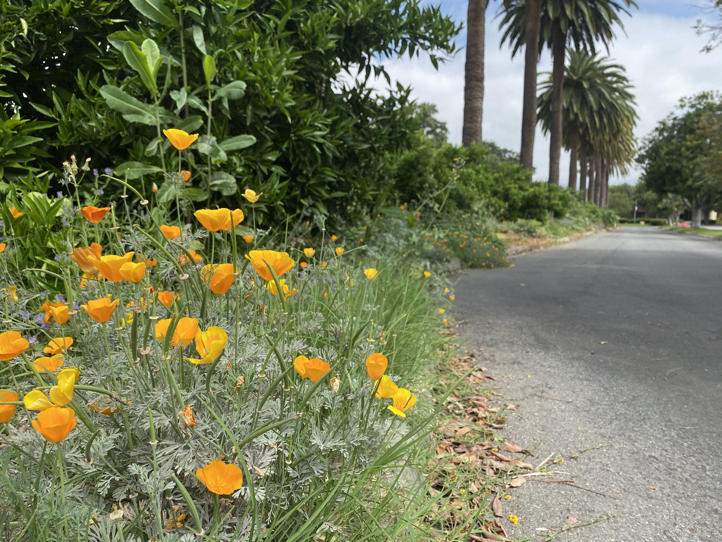 CA Indigenous Wildflower Mix (1/4lb & up)