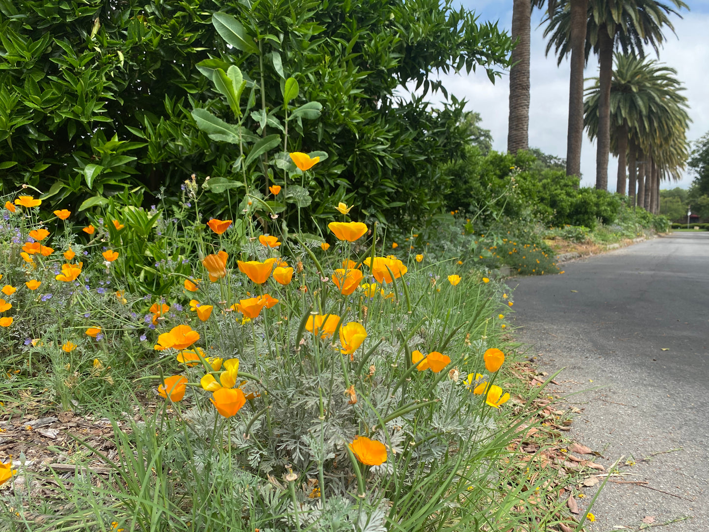 CA Indigenous Wildflower Mix (1/4lb & up)