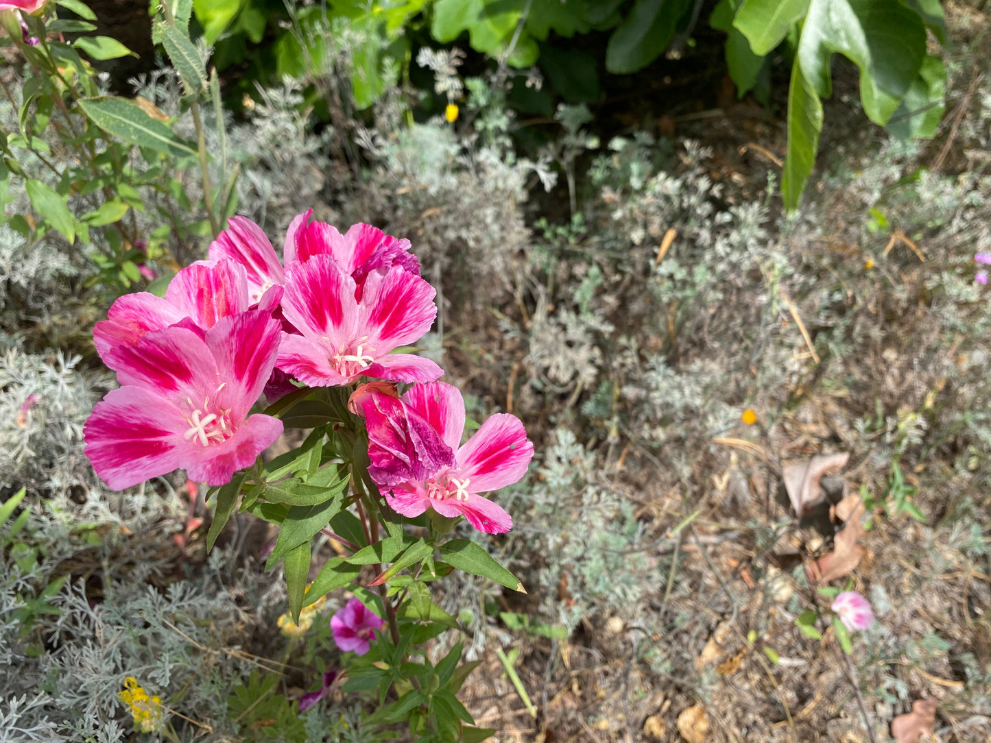 CA Indigenous Wildflower Mix (1/4lb & up)