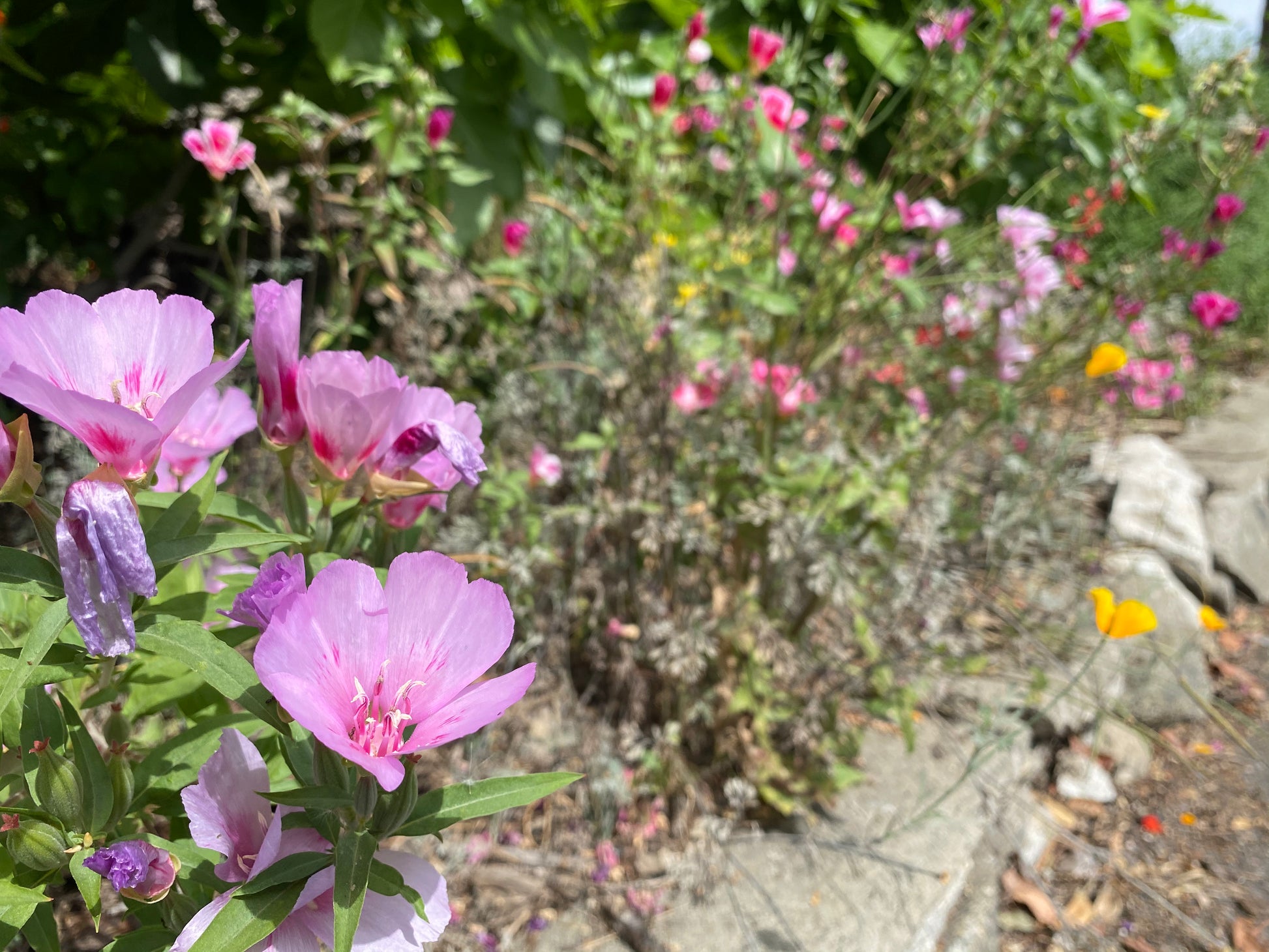 california native wildflower seed mix CA Indigenous (Native) Wildflower Mix