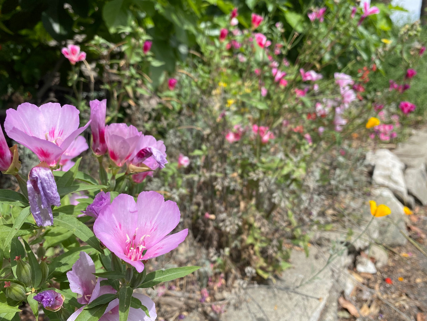 CA Indigenous Wildflower Mix (1/4lb & up)