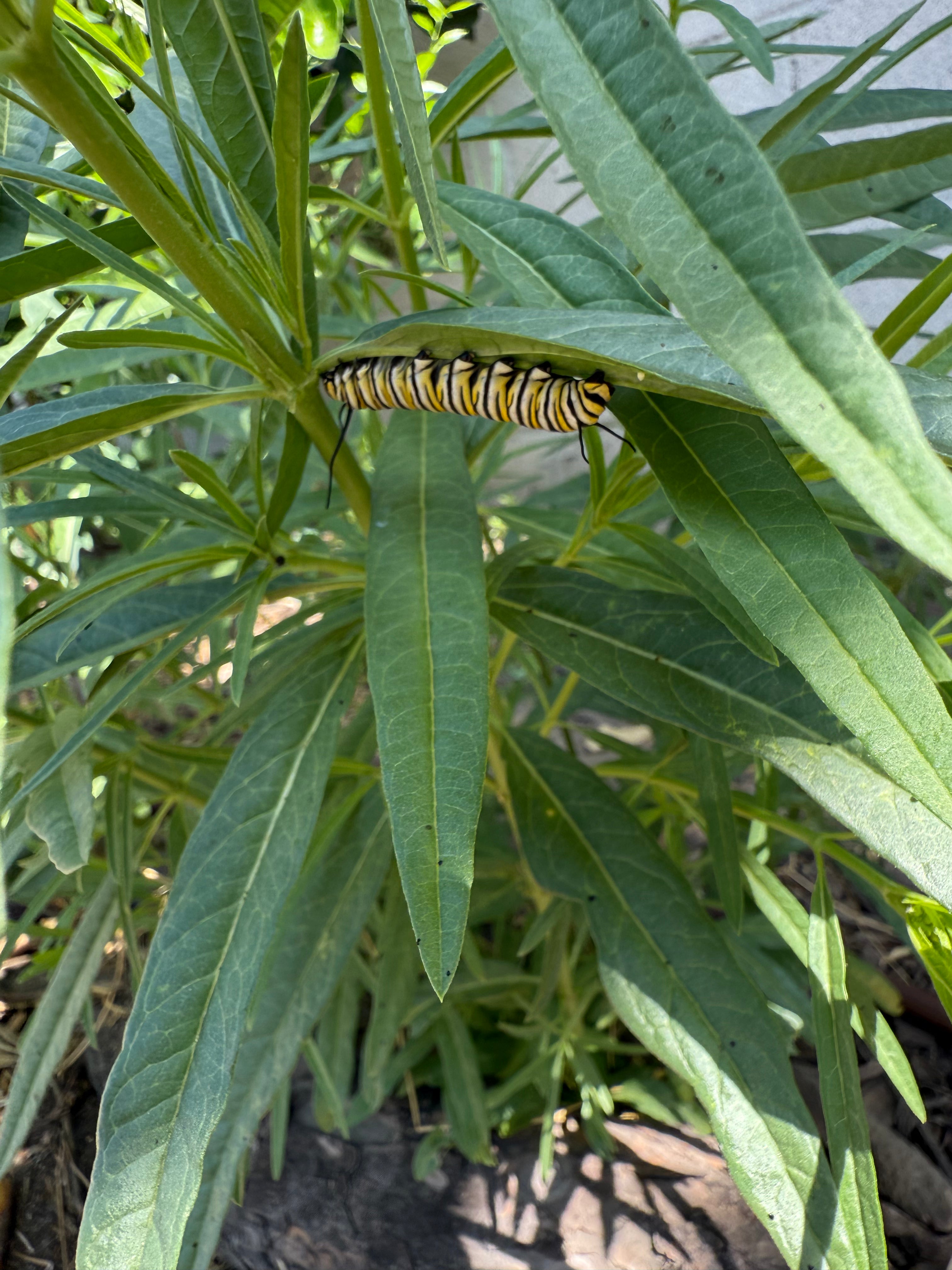 Narrowleaf Milkweed Seed