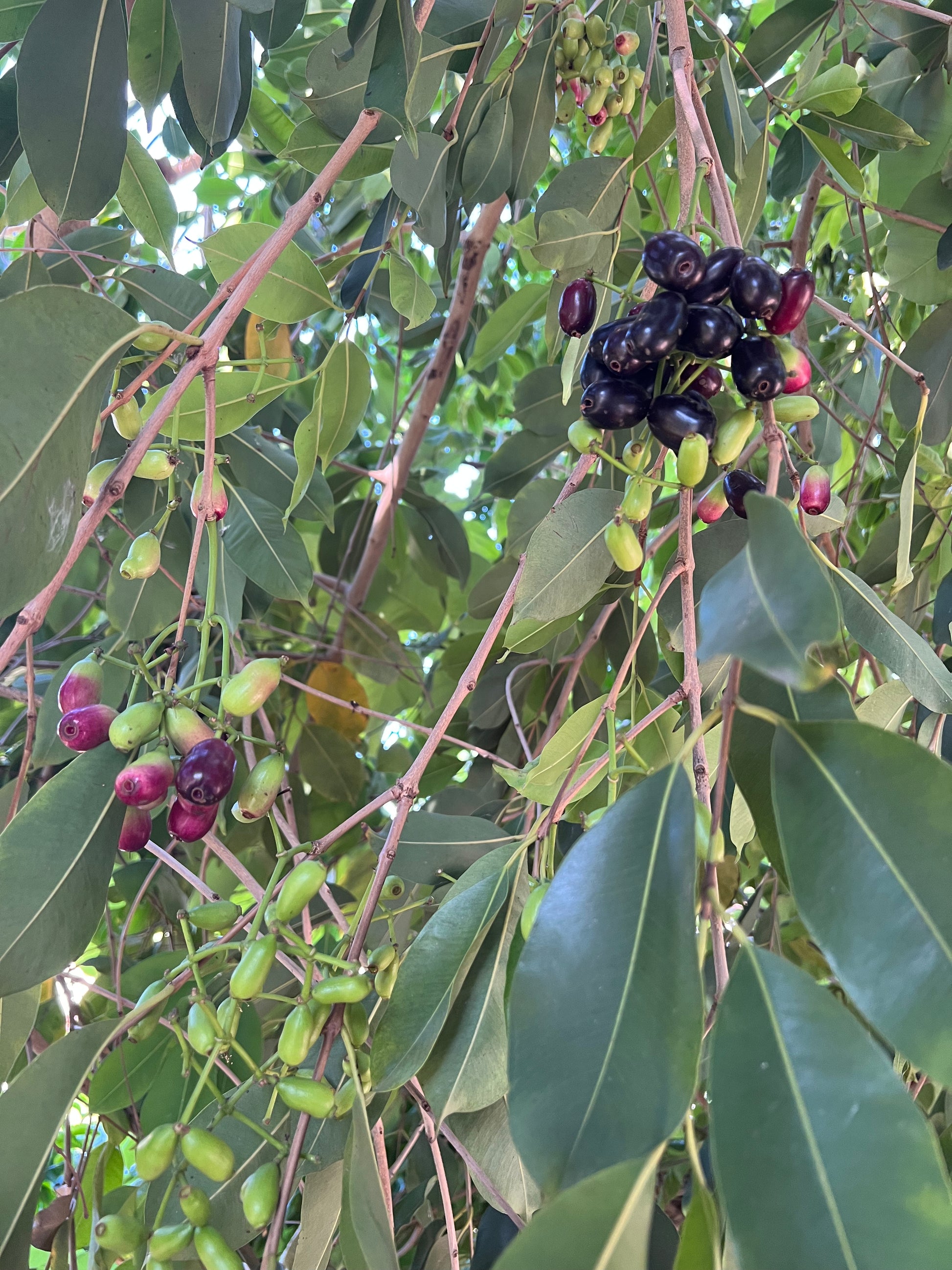 Jamun Tree seedling of Krishnarani Sarvodaya Institute