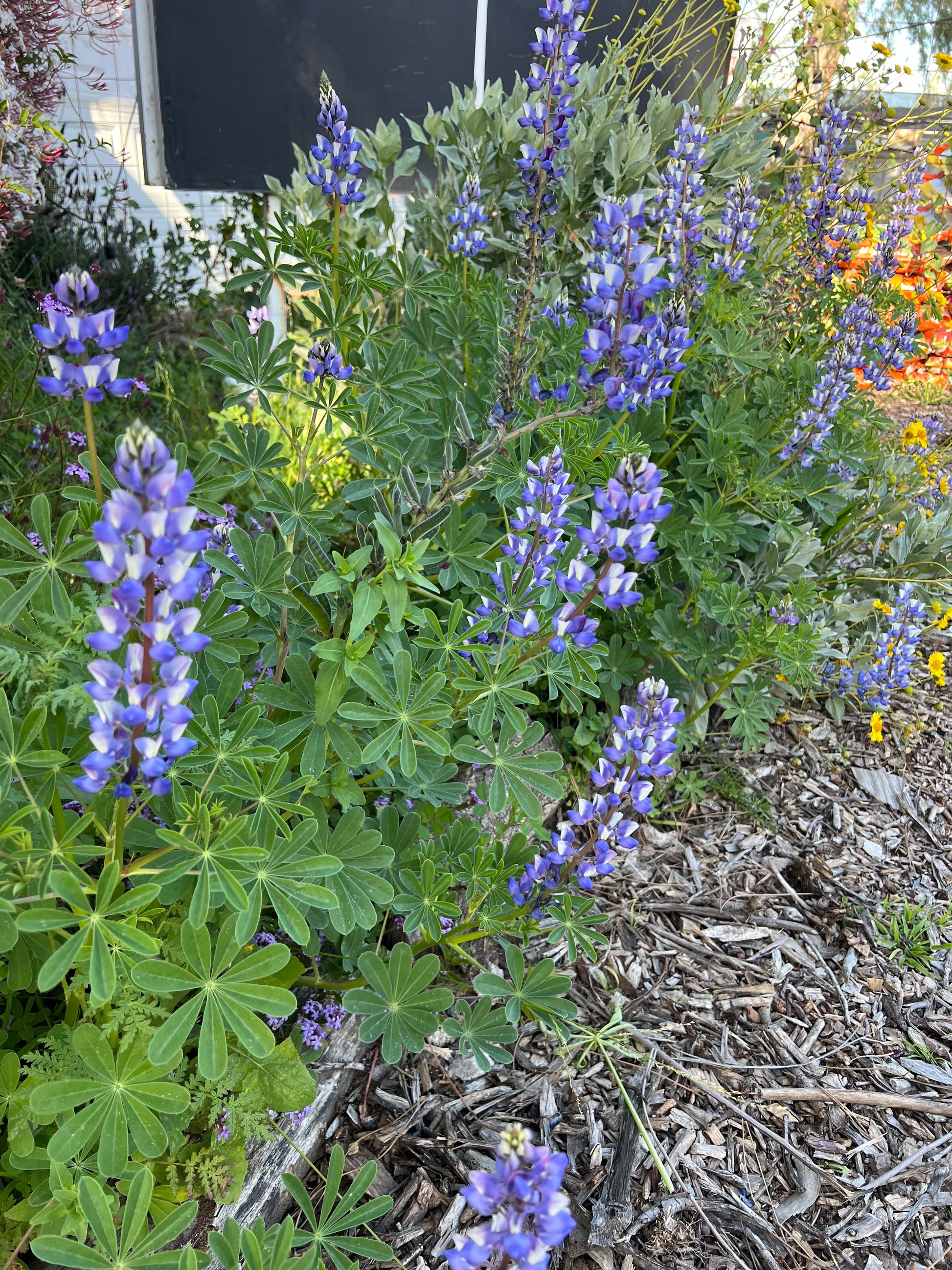 bay area wildflower seed mix CA Indigenous (Native) Wildflower Mix