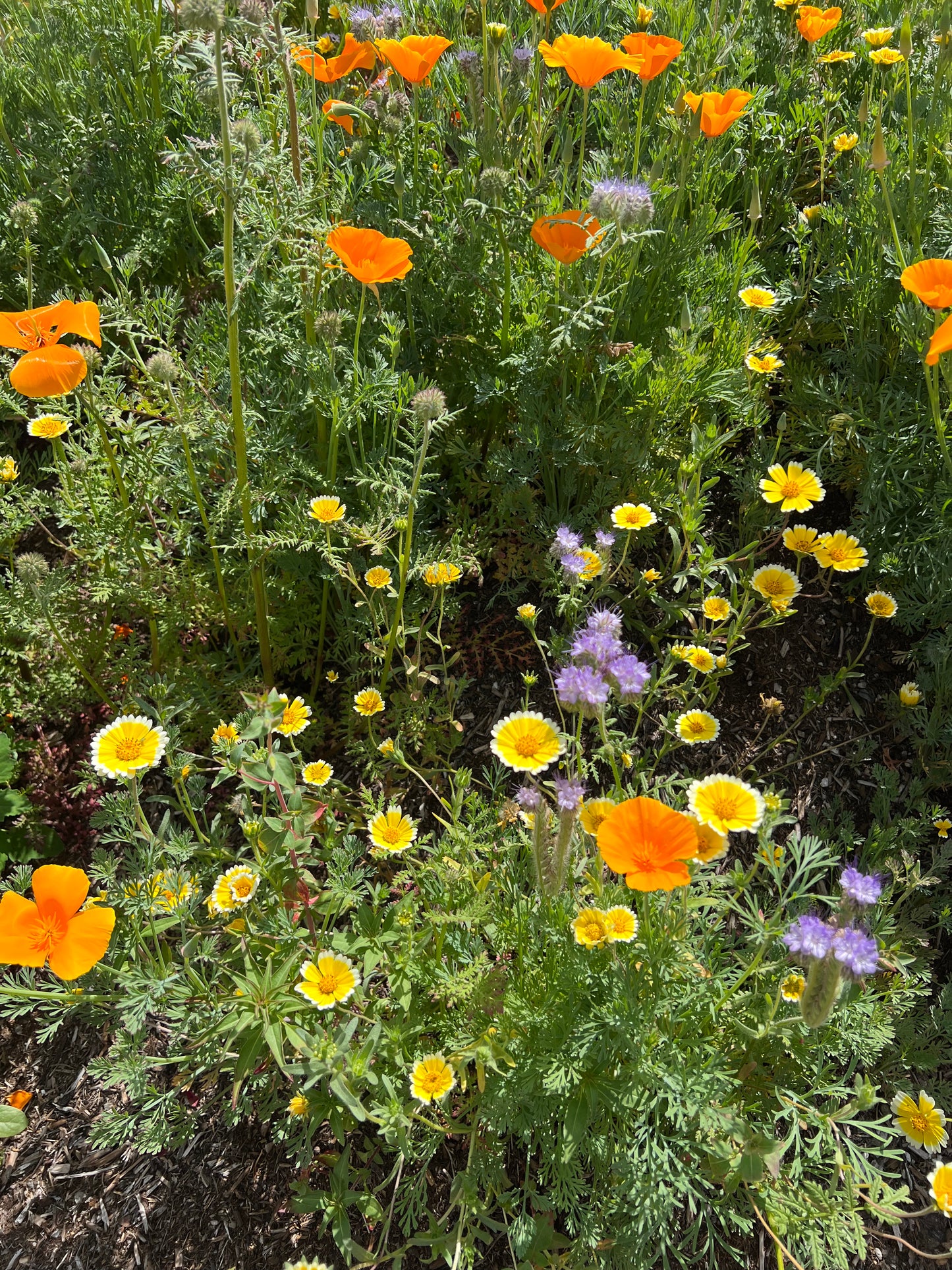 CA Indigenous Wildflower Mix (1/4lb & up)