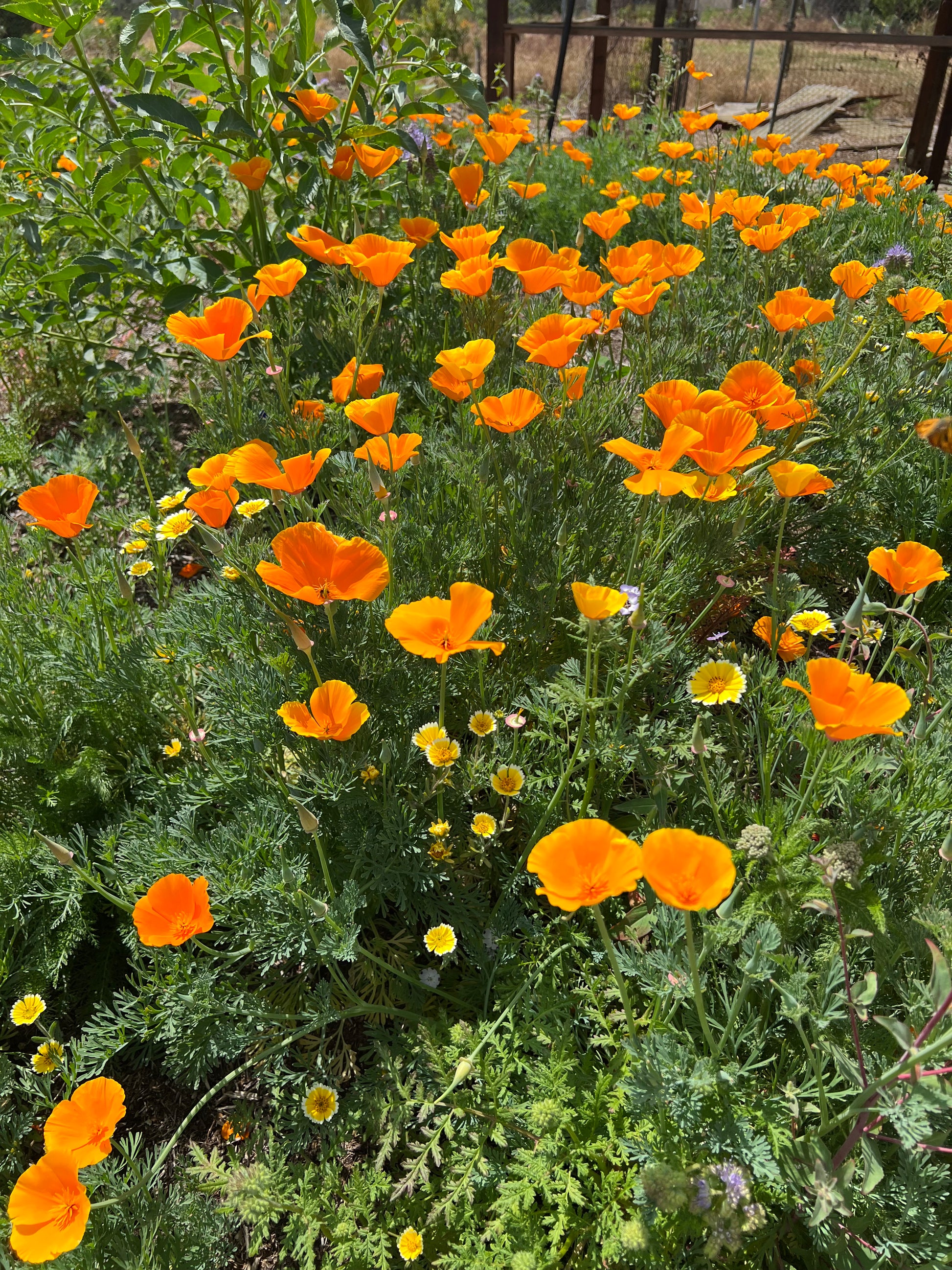 california native plants seeds CA Indigenous (Native) Wildflower Mix