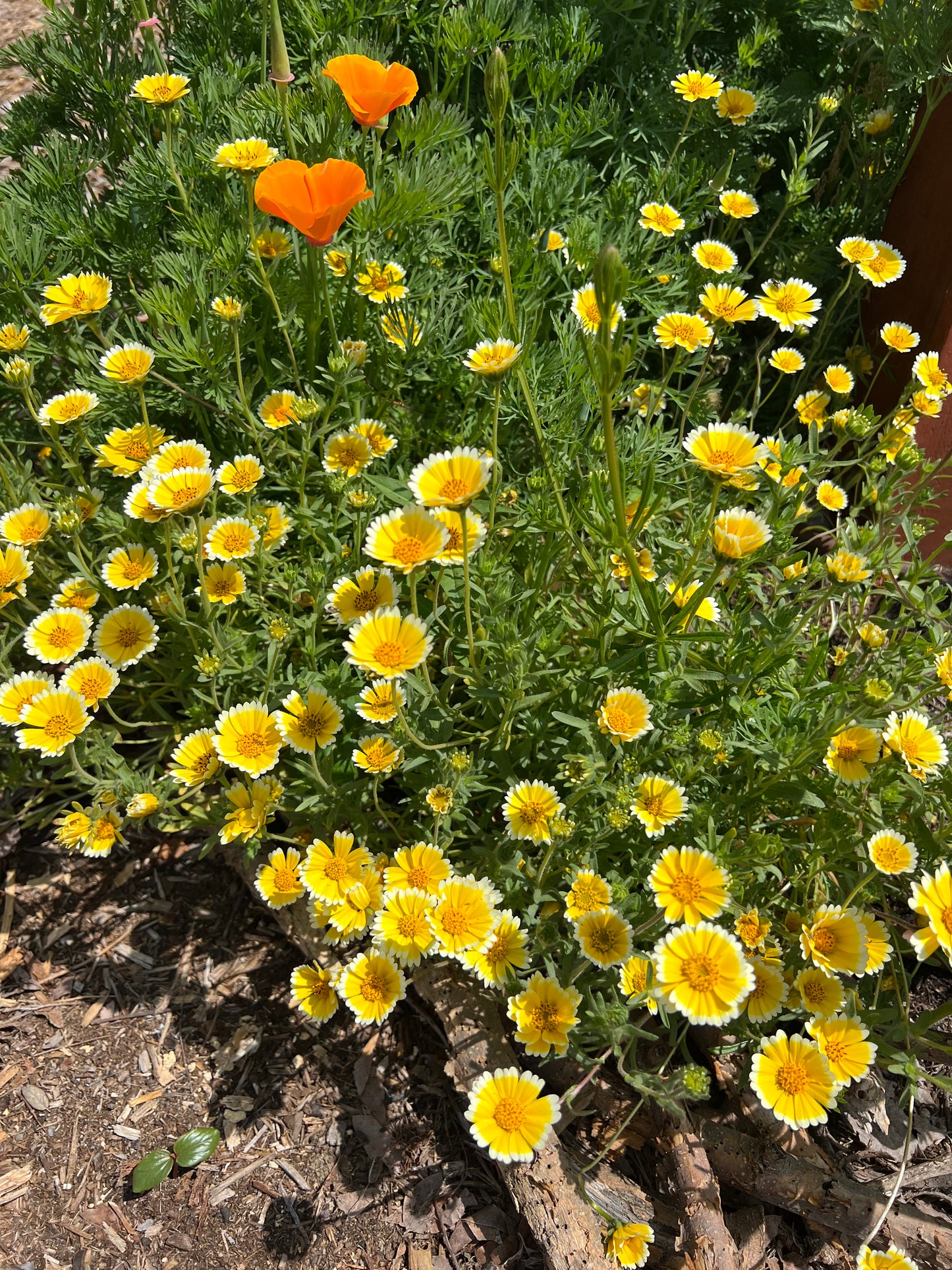 california native wildflower seed mix CA Indigenous (Native) Wildflower Mix