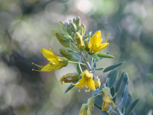 Bladderpod, 'Peritoma Arborea'